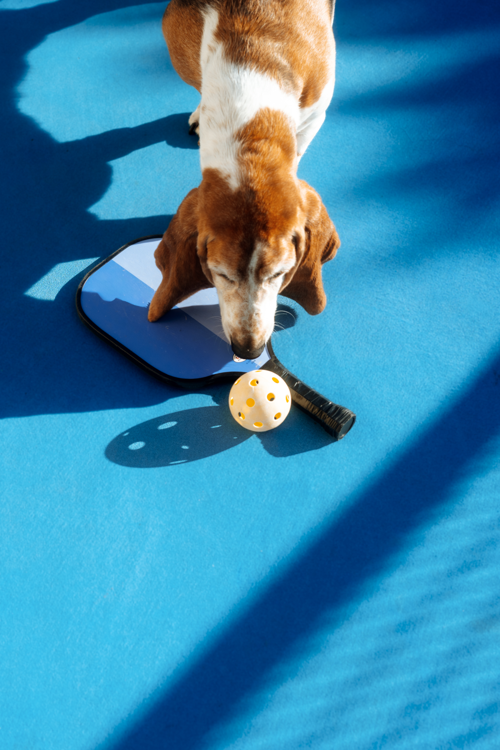 Dog playing by the pool