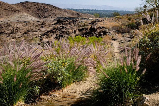 Roadrunner Trail