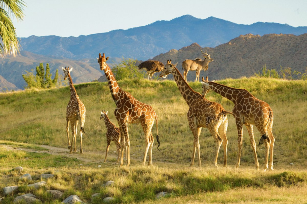 Indio Activities: 20 Best Things to Do (2026 Guide) 4 The Living Desert Zoo and Gardens