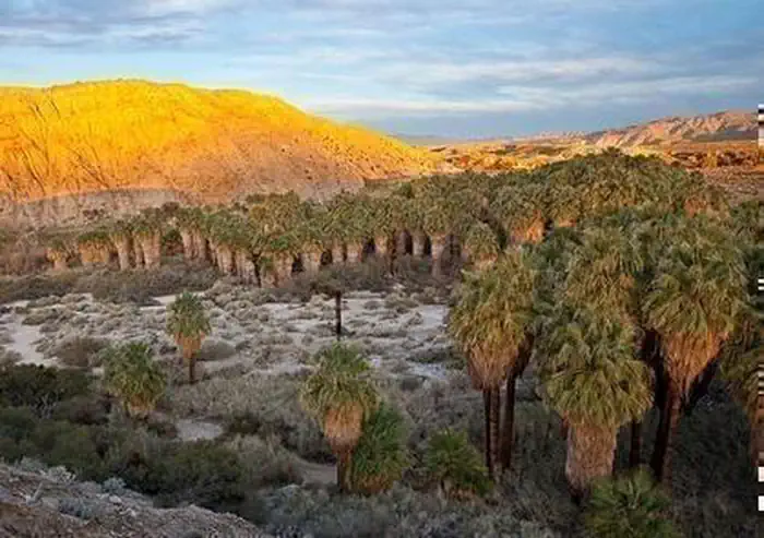 Day Trips Within an Hour of Indio: 6 Best Picks 2026 2 Coachella Valley Preserve