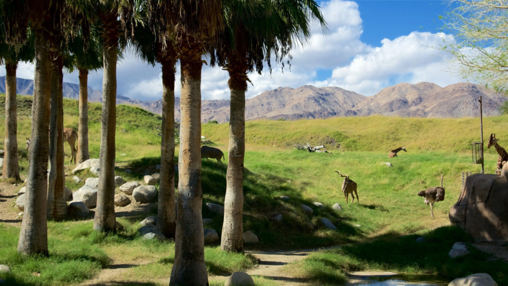 The Living Desert Zoo and Gardens: A Family Day Trip From Indio 1 Living Desert Zoo and Gardens Location, Hours, and Drive Time