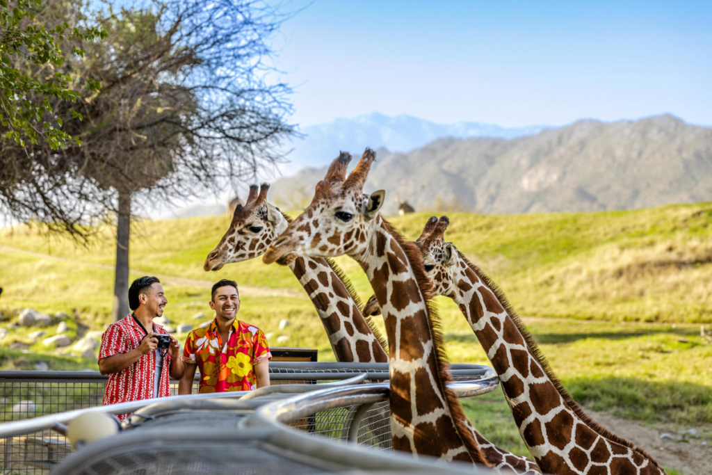 The Living Desert Zoo and Gardens: A Family Day Trip From Indio 4 Feed the Giraffes