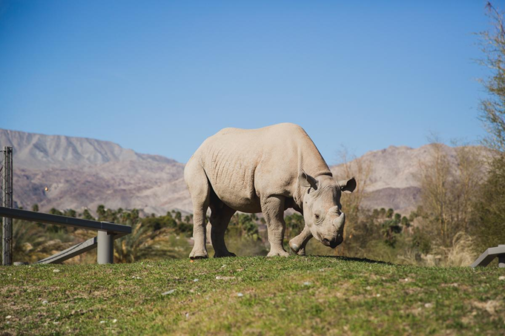 The Living Desert Zoo and Gardens: A Family Day Trip From Indio 5 African Safari Zone: Rhinos, Zebras, Cheetahs, and More
