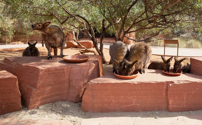 The Living Desert Zoo and Gardens: A Family Day Trip From Indio 6 Australian Adventures: Walk Among Wallabies