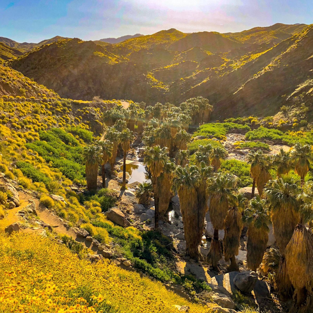 Things to Do in Indio With Kids: 14 Best Spots (2026) 2 Indian Canyons: Palm Oasis Hiking for Families