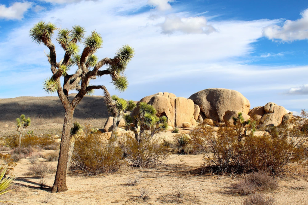 Things to Do in Indio With Kids: 14 Best Spots (2026) 6 Joshua Tree National Park: Desert Wonder for the Whole Family